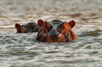 Hroch obojzivelny - Hippopotamus amphibius - Hippopotamus o3529